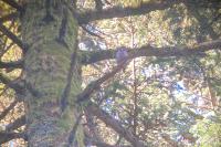 Glaucidium passerinum