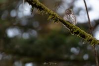 Glaucidium passerinum