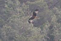 Milvus milvus