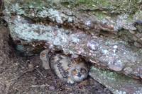 Bubo bubo
