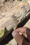 Glaucidium passerinum