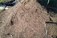 Formica rufa
