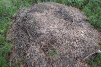 Formica rufa