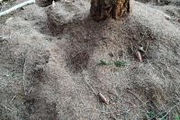 Formica rufa
