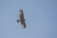 Aquila chrysaetos