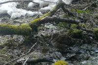 Scolopax rusticola