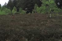 Lynx lynx