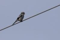 Lanius excubitor