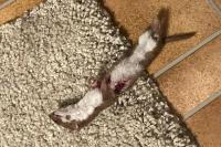 Mustela nivalis