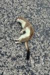 Mustela erminea
