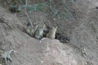 Vulpes vulpes