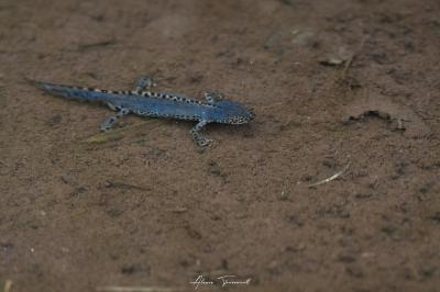 Ichthyosaura alpestris