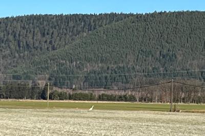 Grande Aigrette
