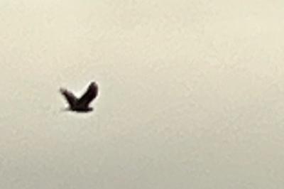 Buse variable