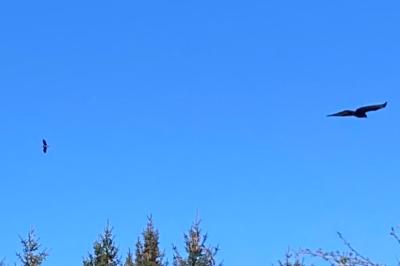 Cigogne noire