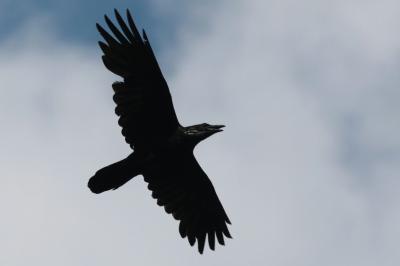 Grand corbeau