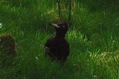 Dryocopus martius