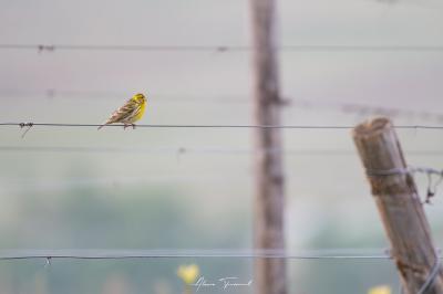 Serin cini