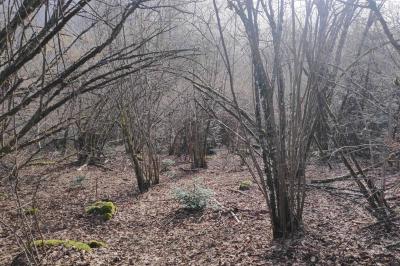 Gélinotte des bois