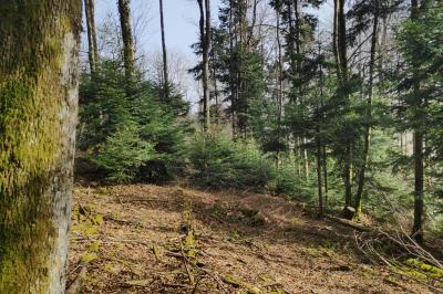 Gélinotte des bois