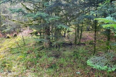 Gélinotte des bois