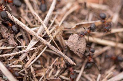 <i>Formica rufa</i>