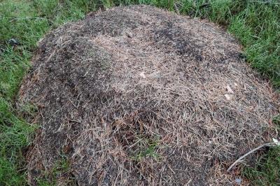 <i>Formica rufa</i>