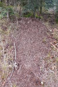 <i>Formica rufa sensu lato</i>