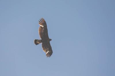 Aigle royal