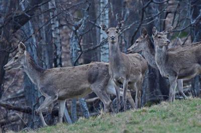 Cervus elaphus