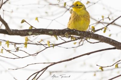 Bruant jaune