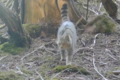 Chat forestier