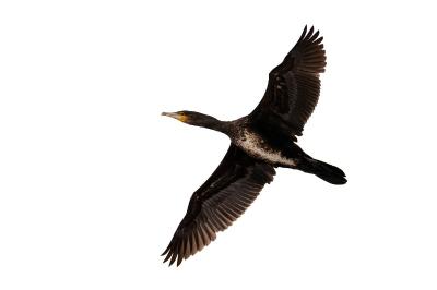 Grand Cormoran