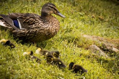 Canard colvert