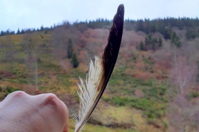 Buse variable