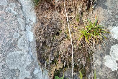 Troglodyte mignon