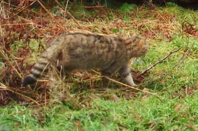 Chat forestier