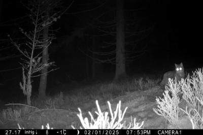 Chat forestier