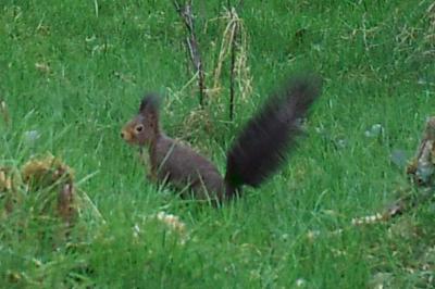 Sciurus vulgaris