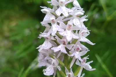 Orchis tacheté